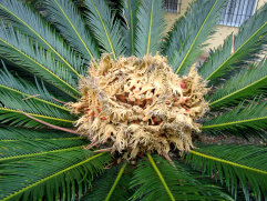 Palmenblüte